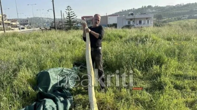 Τρόμος για κατοίκους στο Ηράκλειο: Πήγαν στο χωράφι και βρήκαν πύθωνα 5 μέτρα