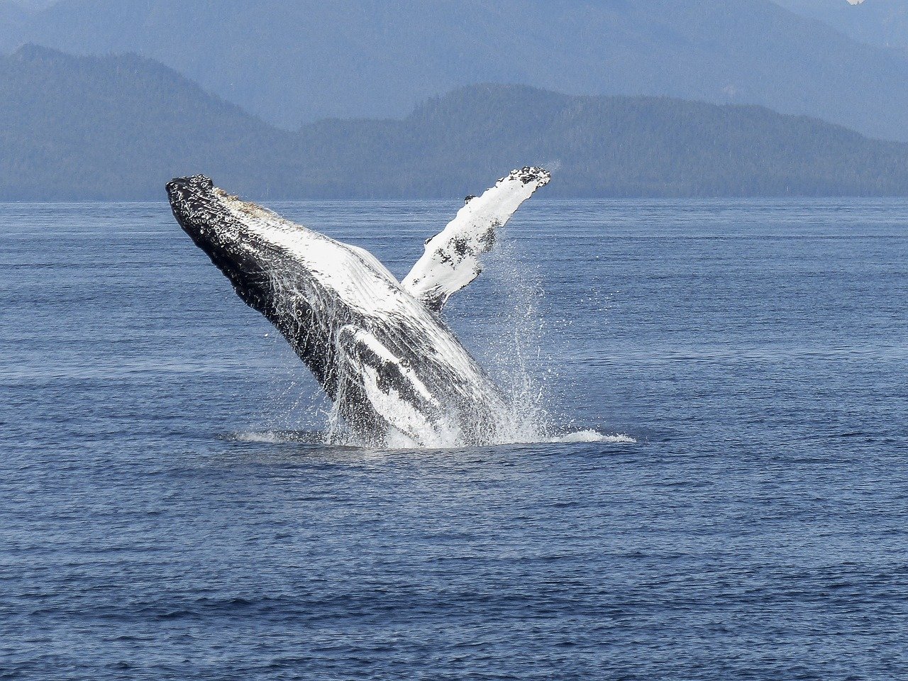 humpback whale 436115 1280