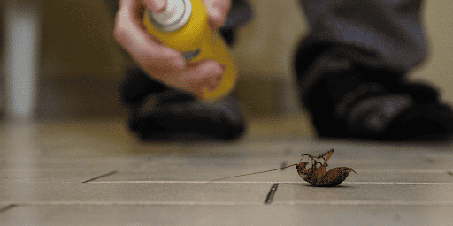 spraying cockroach hmf