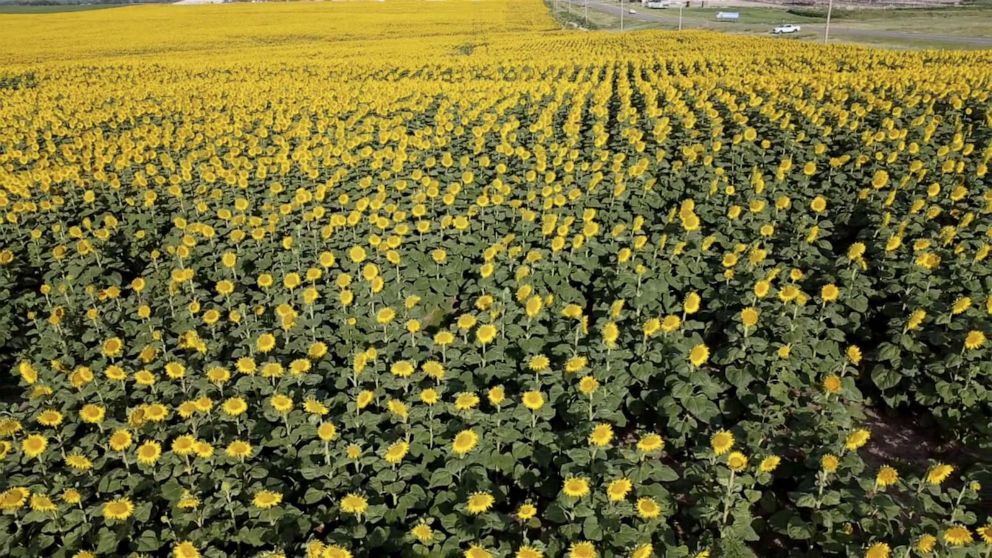 sunflowers farmer surprises wife abc moe 006