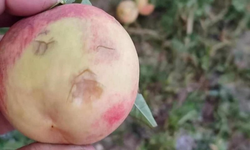 Σφοδρή χαλαζόπτωση στο Βελβεντό Κοζάνης