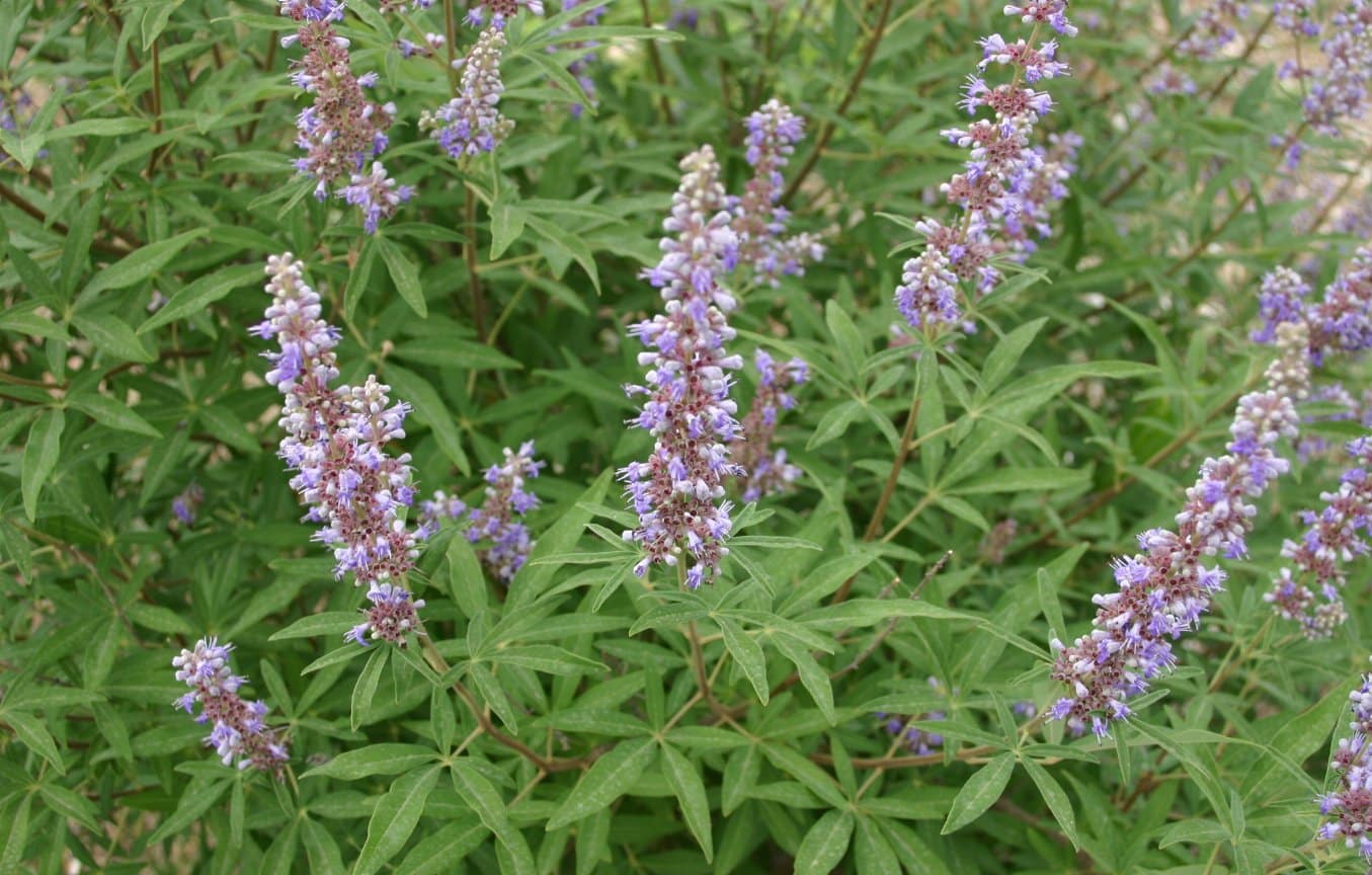 vitex