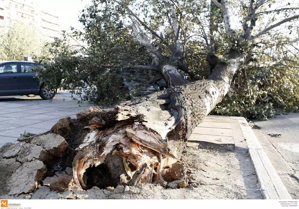 12χρονος σκοτώθηκε από πτώση δέντρου στο κεφάλι του 