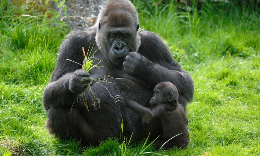 Western lowland gorilla, France