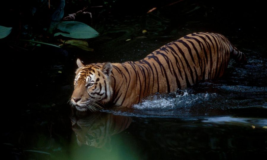 Sumatran tiger