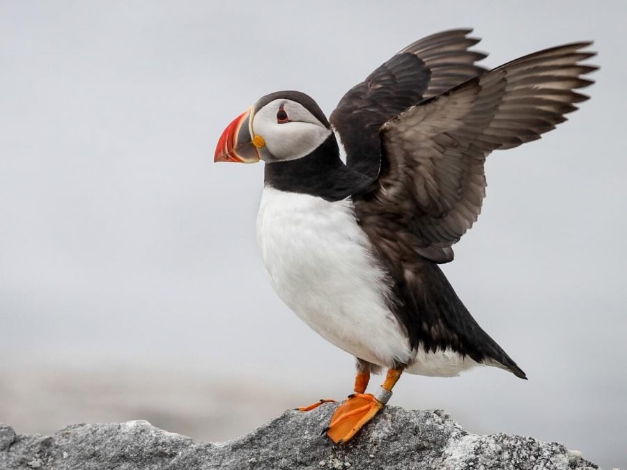 puffin.jpg