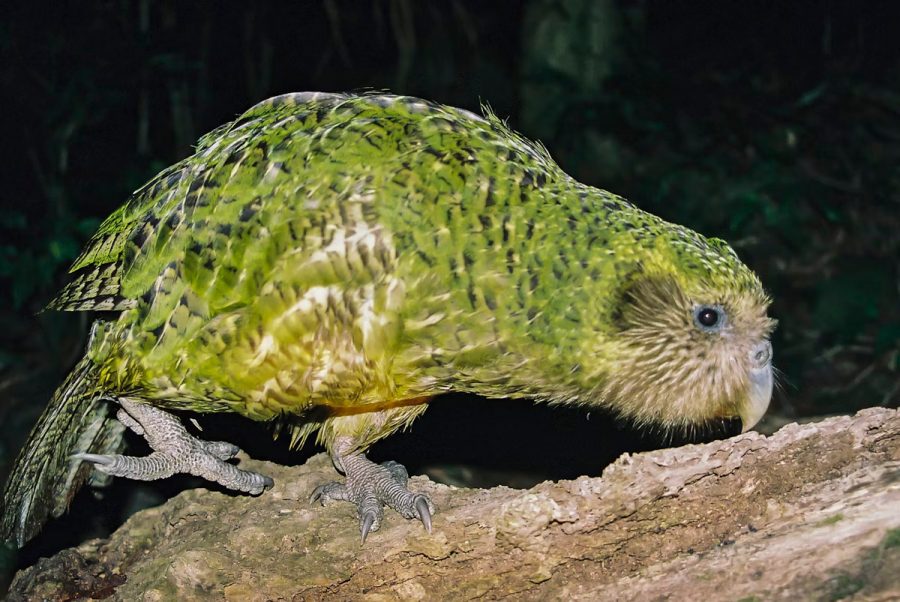 kakapo.jpg