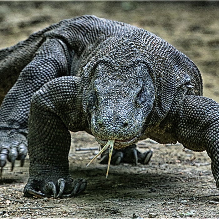 komodo-dragon.jpg