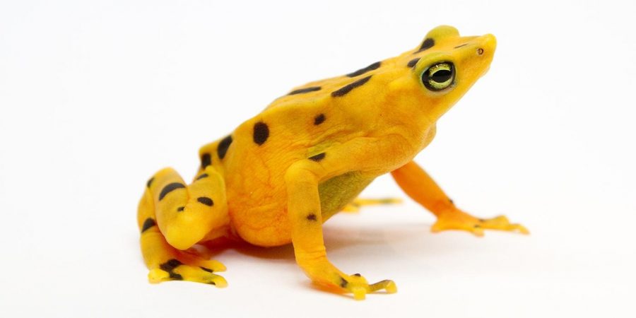 panamanian-golden-frog.jpg