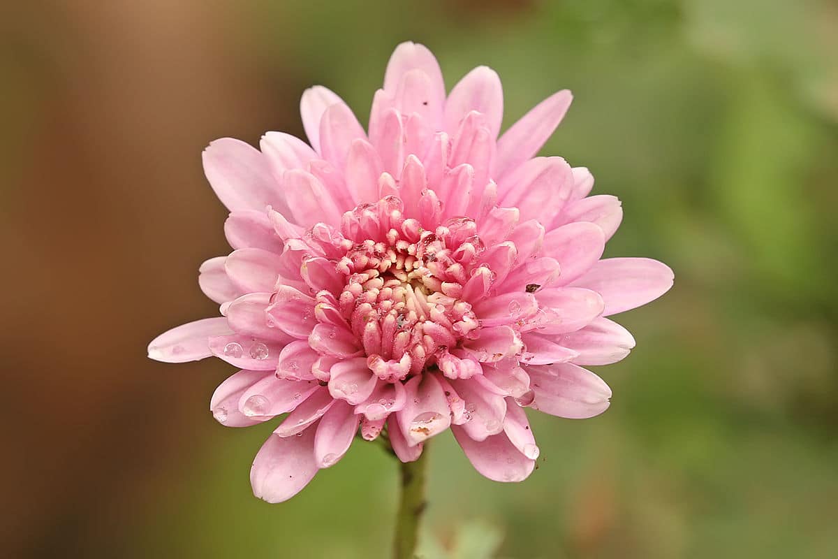 1200px chrysanthemum sp