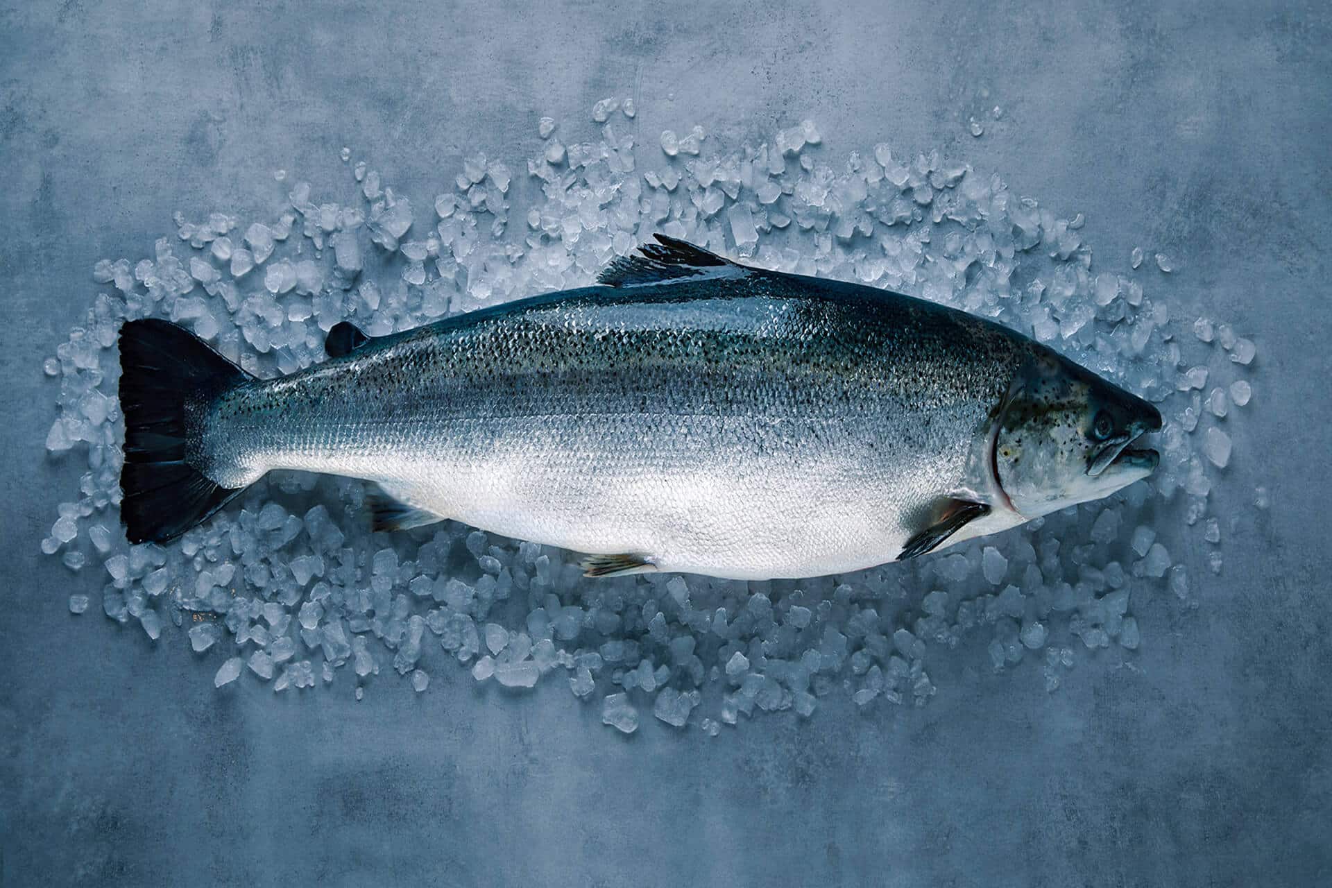 norwegian salmon