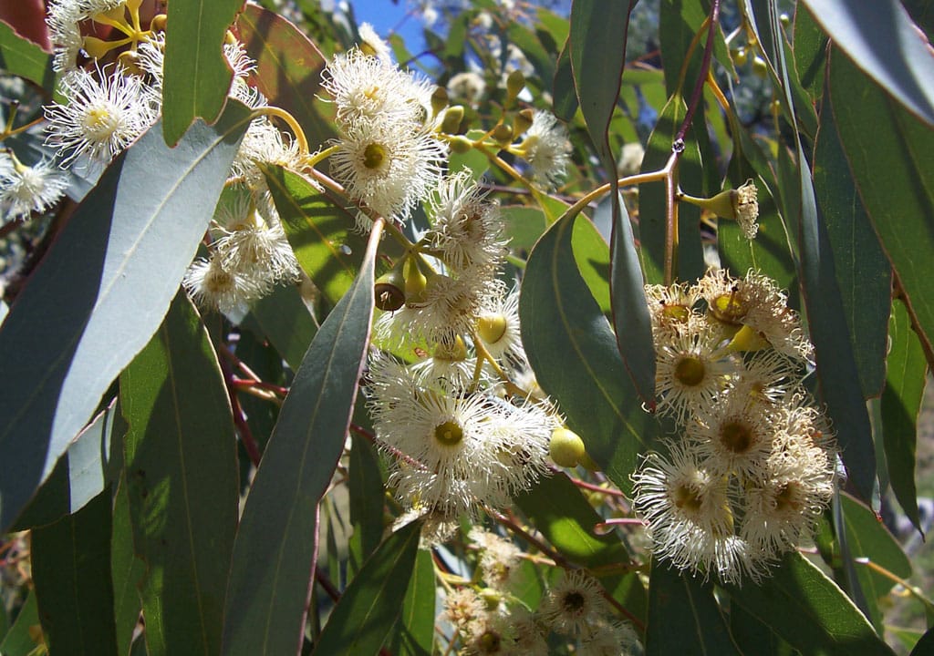 eucalyptus flowers2