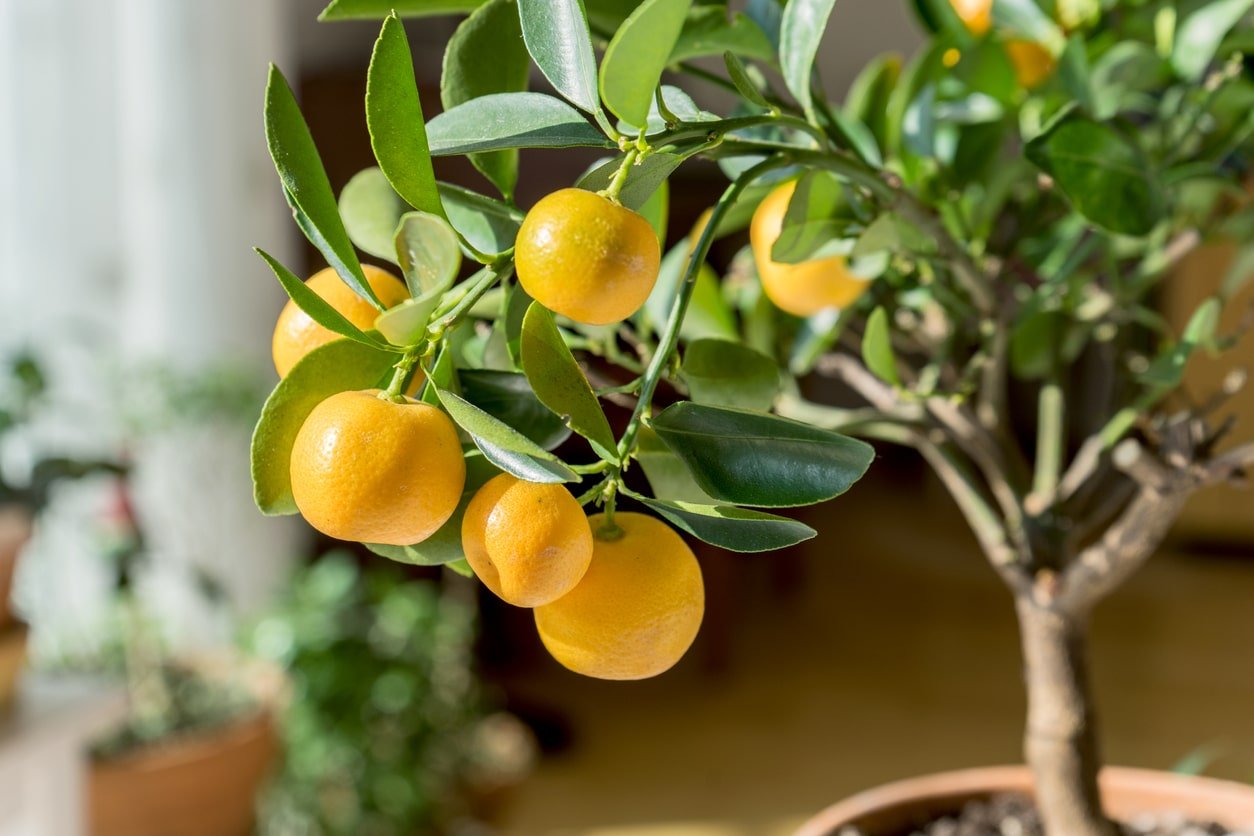 indoor citrus