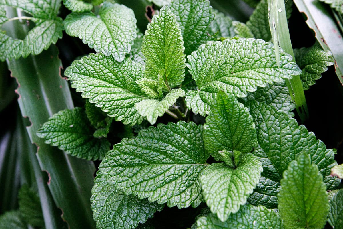 1200px mint leaves