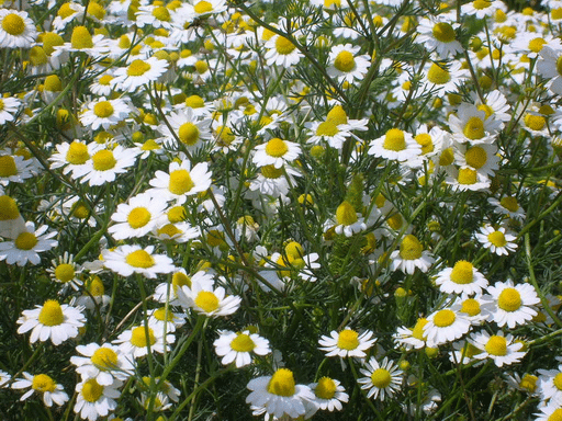 chamomile